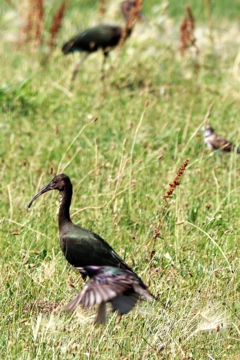 White-faced Ibis - ML151766431