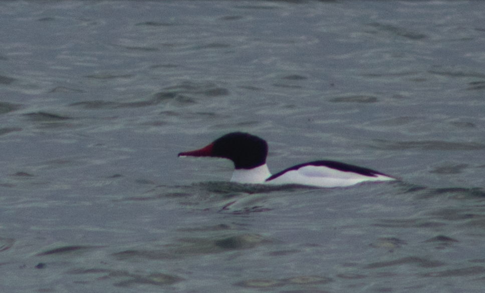 Common Merganser - Fen Levy