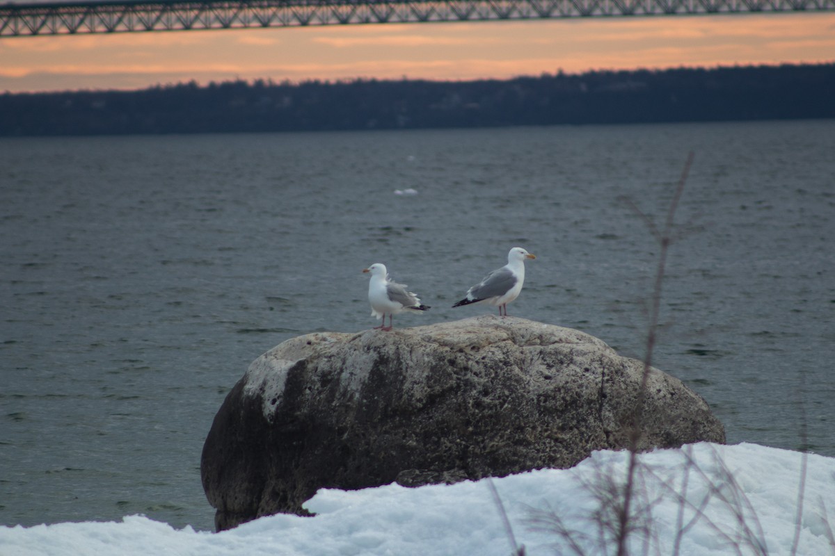 Herring Gull (American) - ML151766661