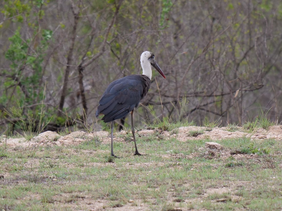 African Woolly-necked Stork - ML151767061