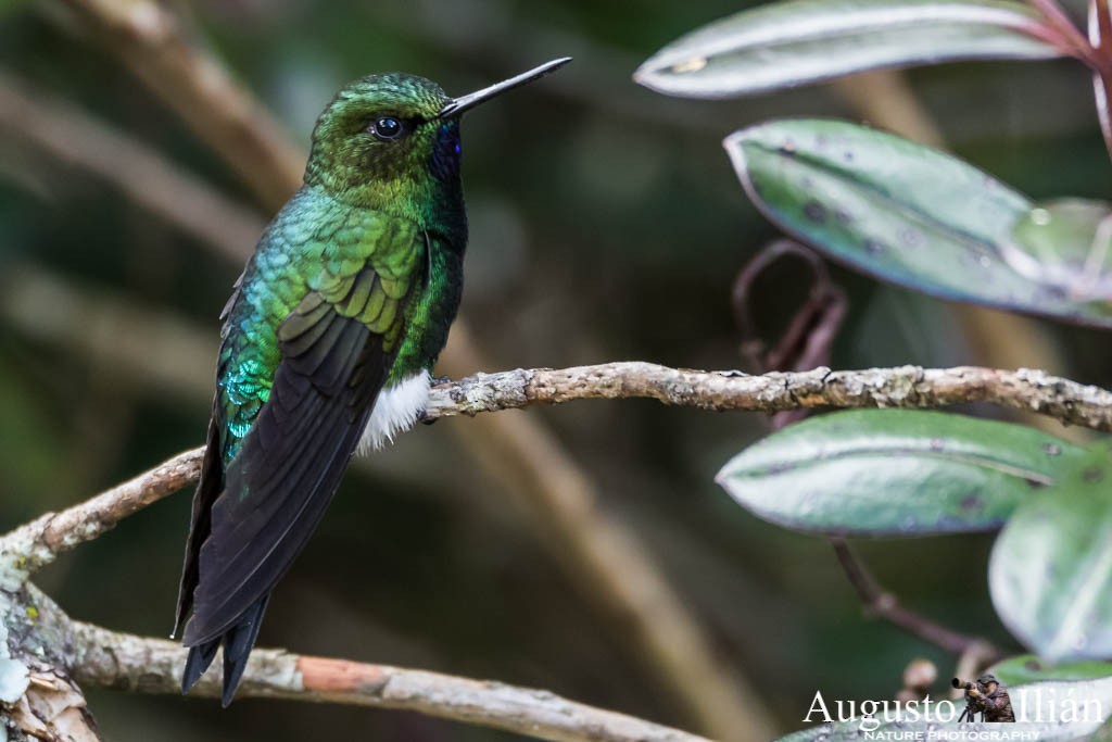 Glowing Puffleg - Augusto Ilian