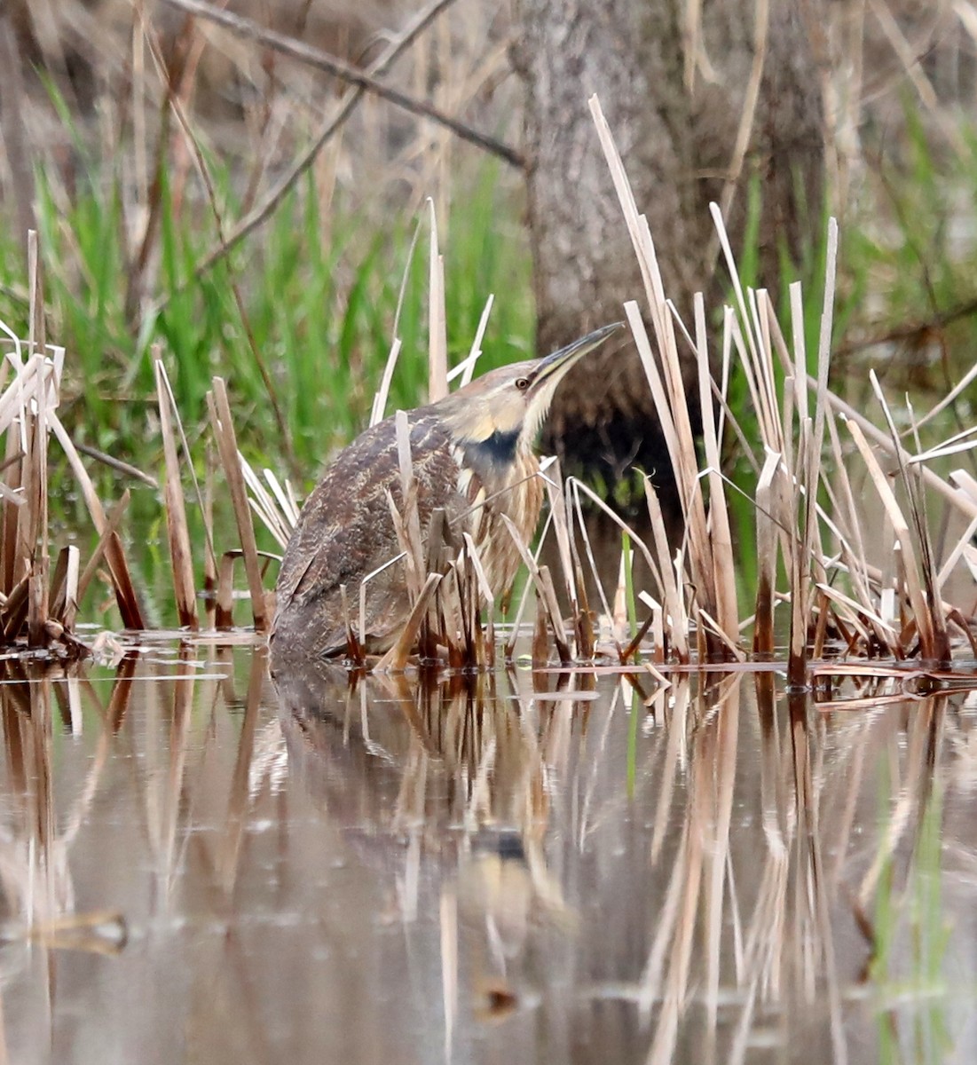 American Bittern - ML151767841