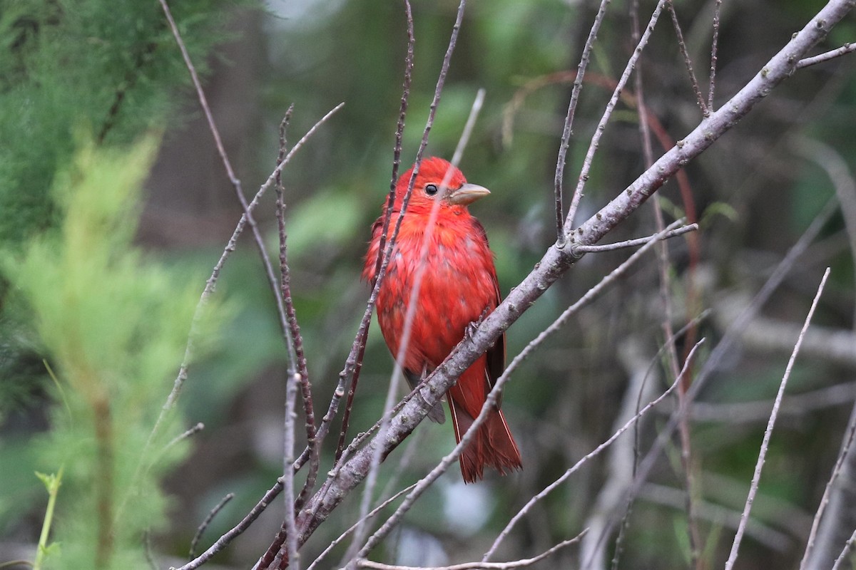 Summer Tanager - ML151767991