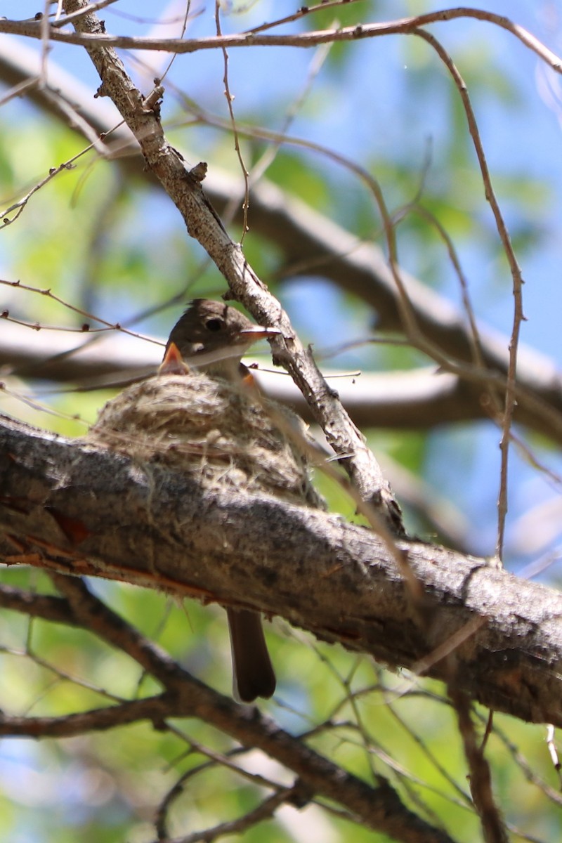 Western Wood-Pewee - Sara Masuda