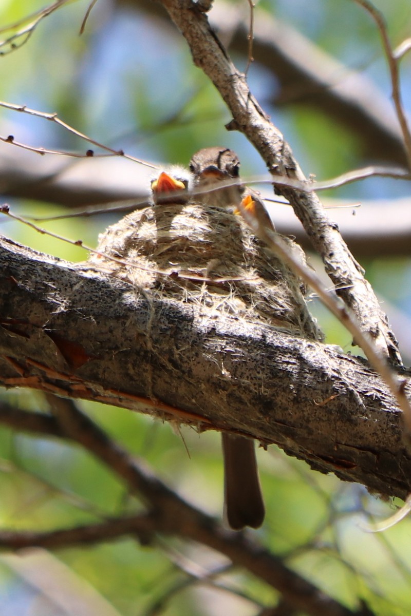 Western Wood-Pewee - Sara Masuda