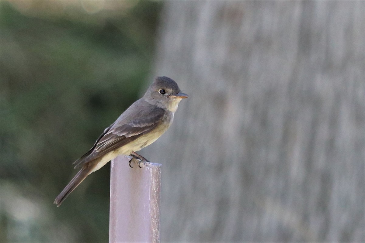 Western Wood-Pewee - ML151769761