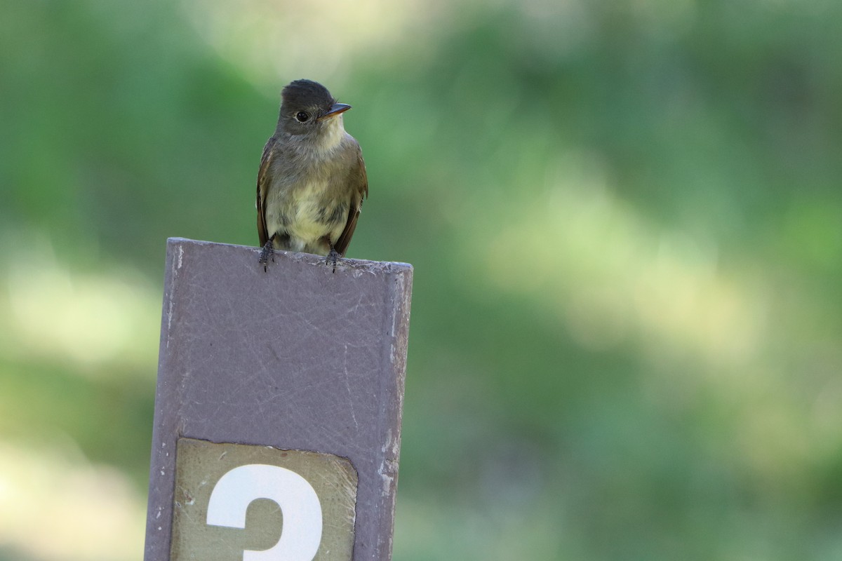 Western Wood-Pewee - ML151769781