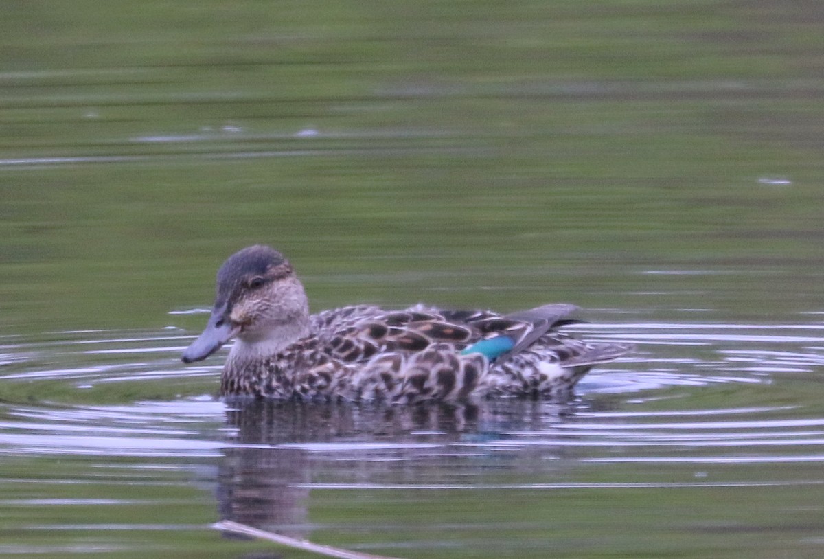 Green-winged Teal - Mike Fung