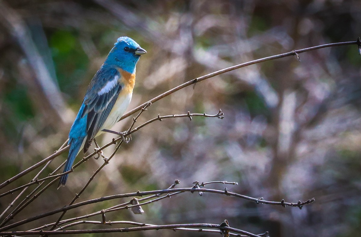 Lazuli Bunting - Kathleen Waldron