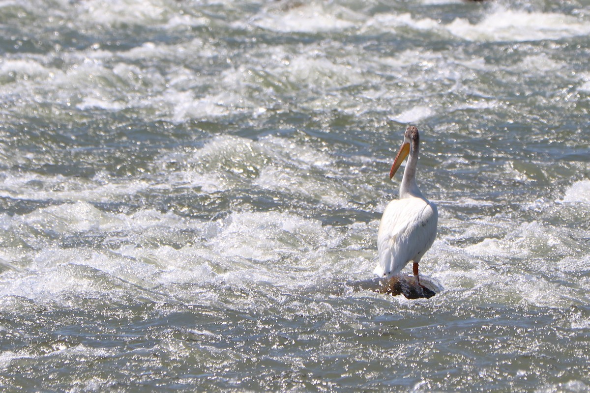 American White Pelican - ML151770841