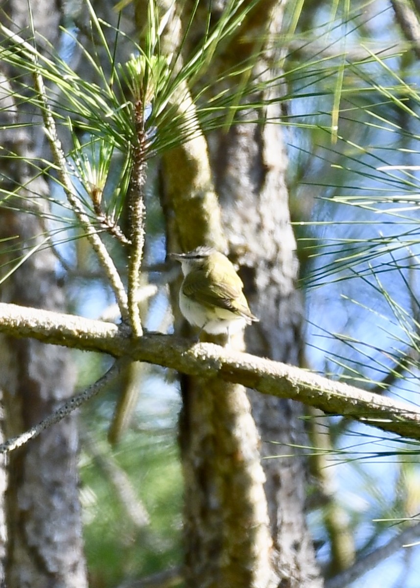 Vireo Ojirrojo - ML151771101