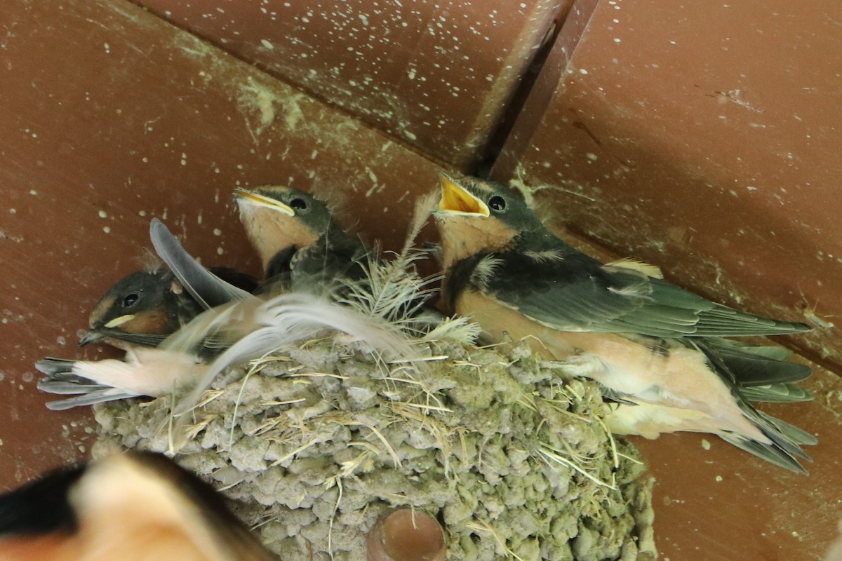 Barn Swallow - ML151771461