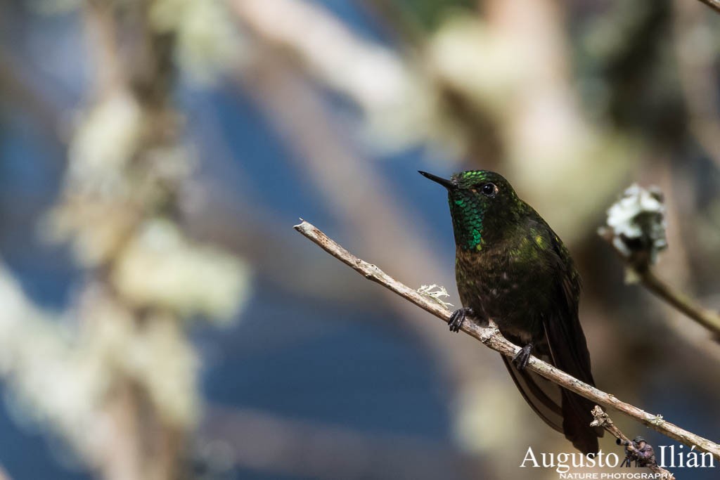 Tyrian Metaltail - Augusto Ilian