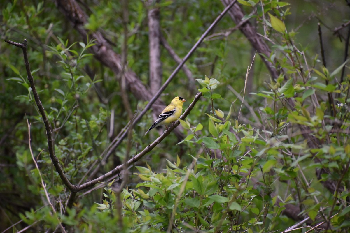 American Goldfinch - ML151772411