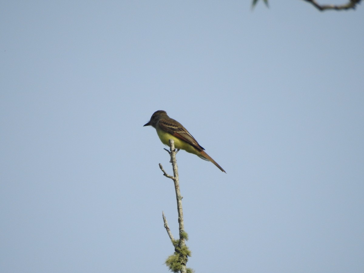 Great Crested Flycatcher - ML151772451