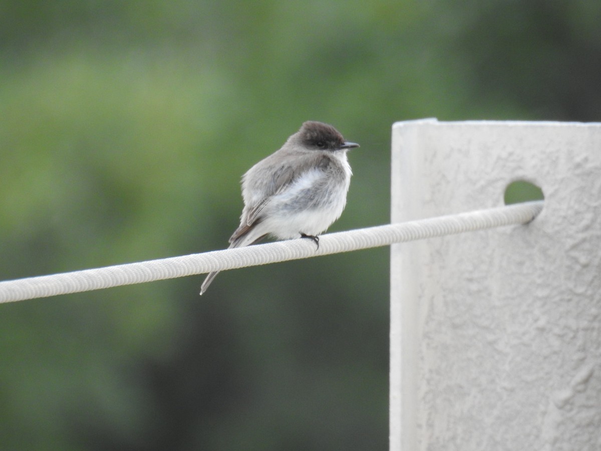 Eastern Phoebe - ML151773621