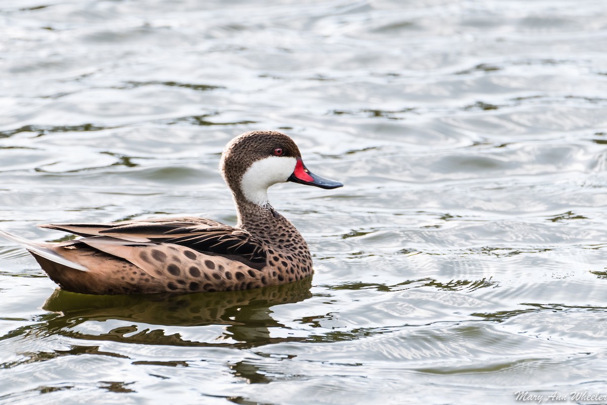 White-cheeked Pintail - ML151773741