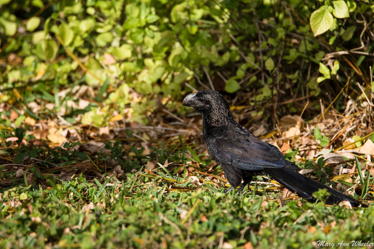 Smooth-billed Ani - ML151773971