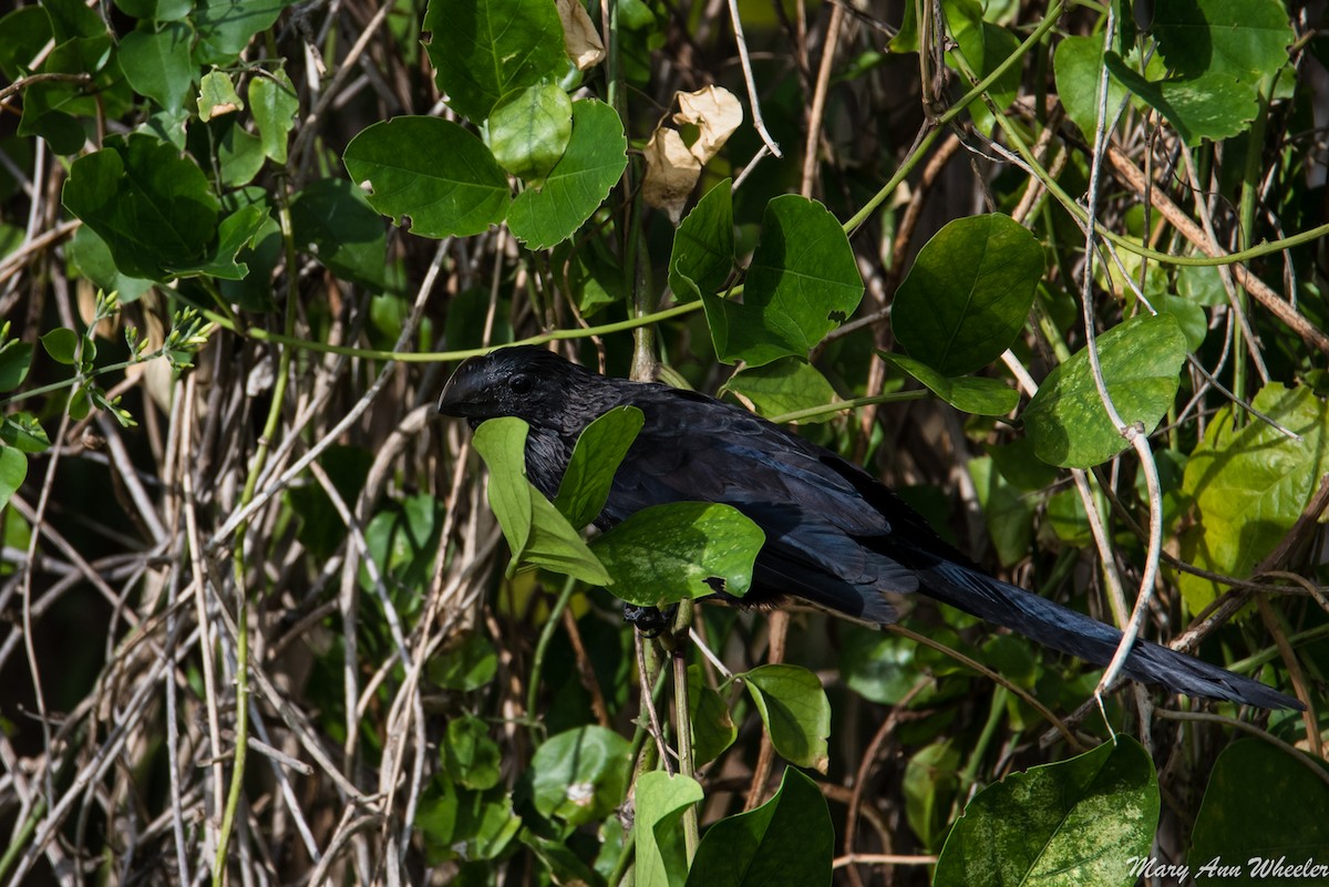 Smooth-billed Ani - ML151773981