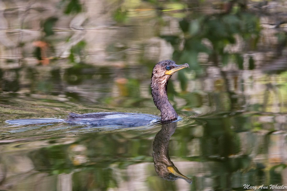 Neotropic Cormorant - ML151774201