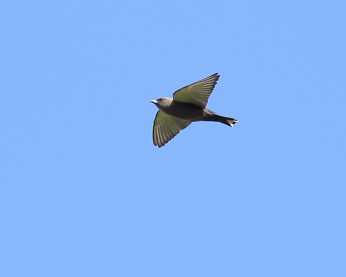 Dusky Woodswallow - ML151774261