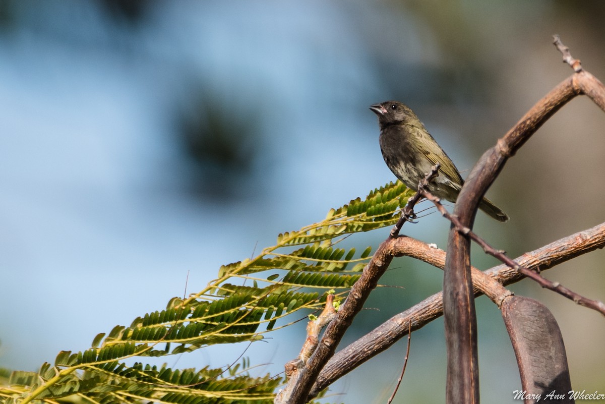 Black-faced Grassquit - ML151774391