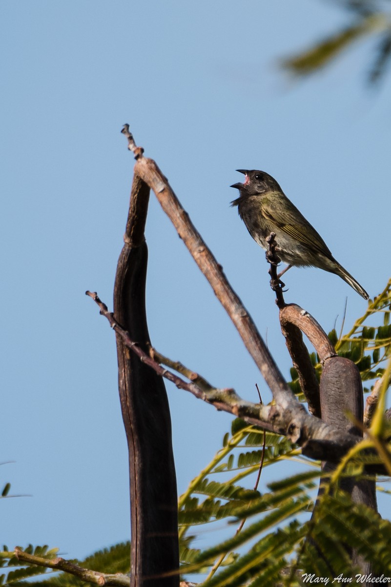 Black-faced Grassquit - ML151774421