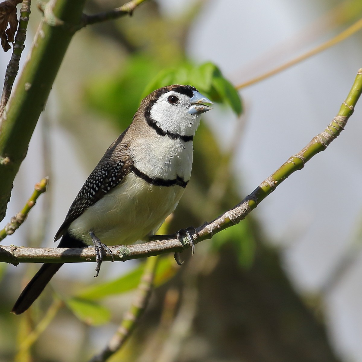 Double-barred Finch - ML151774621