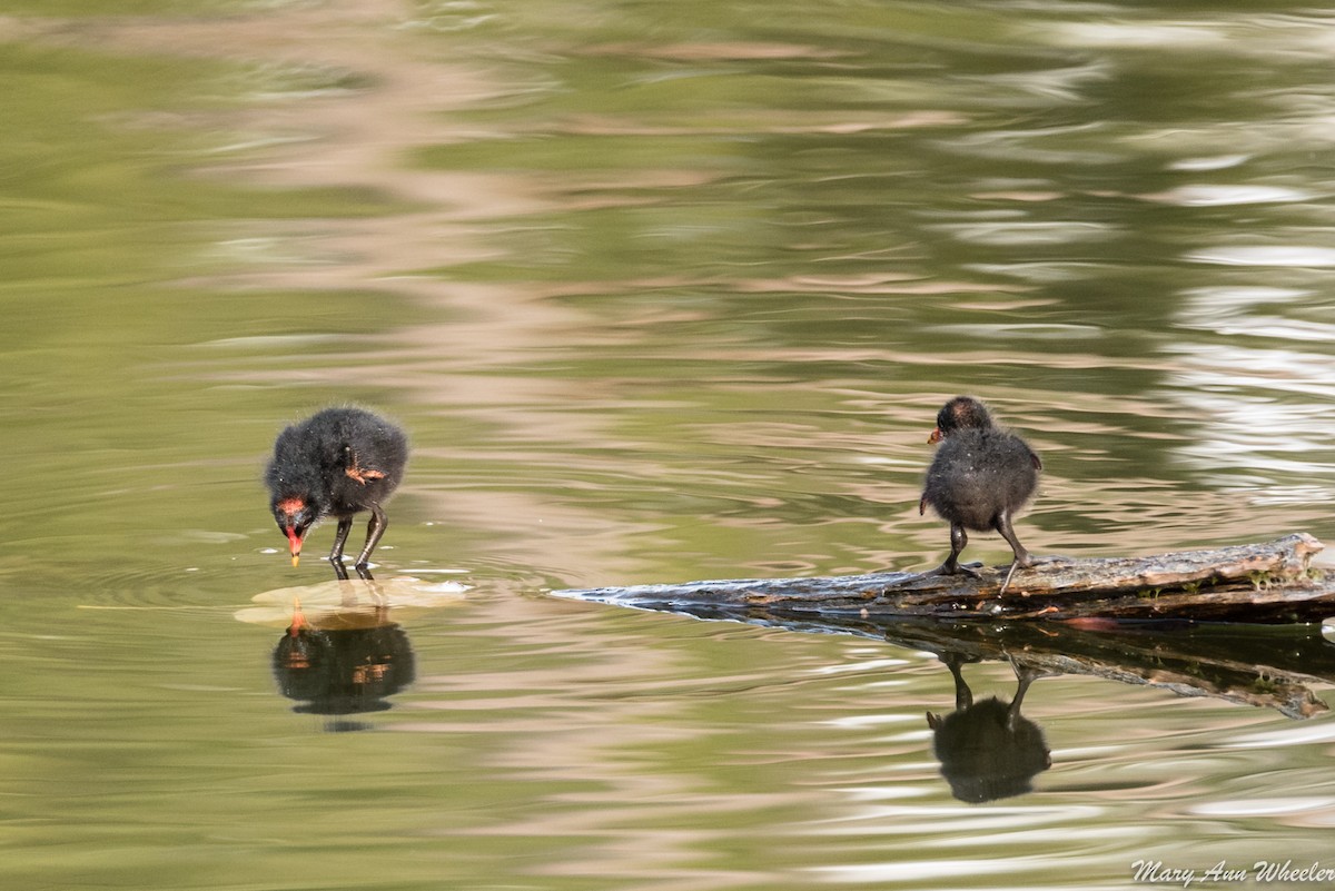 Common Gallinule - ML151774741