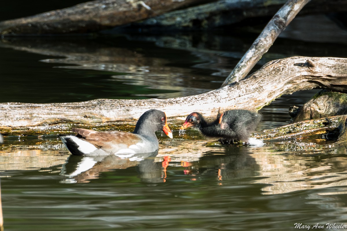 Common Gallinule - ML151774831