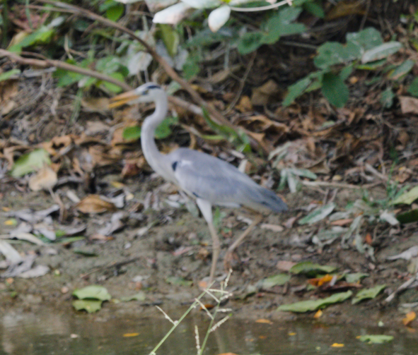 Gray Heron - ML151774851