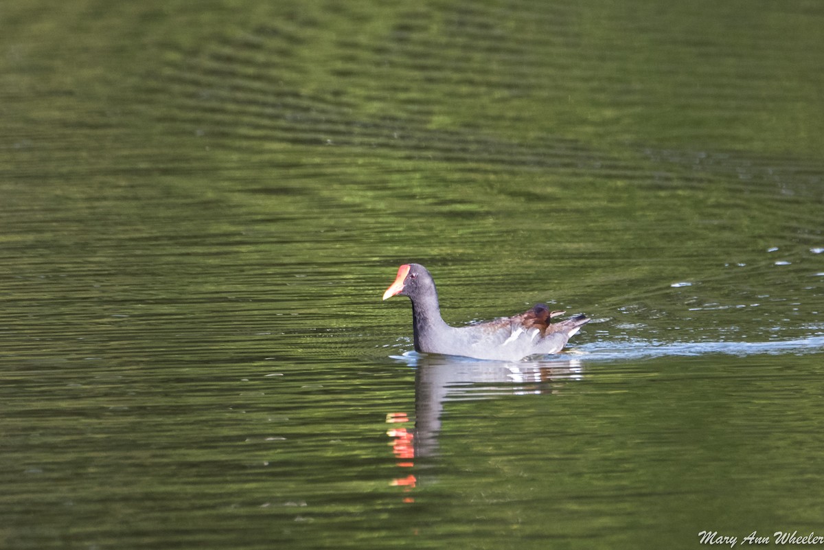 Common Gallinule - ML151774871