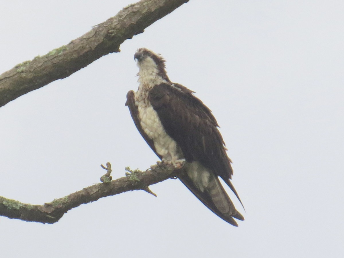 Osprey - ML151775191