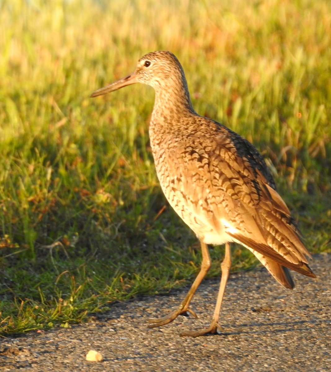 Willet - ML151775401