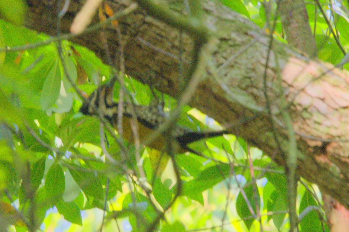 Common Flameback - ML151775581