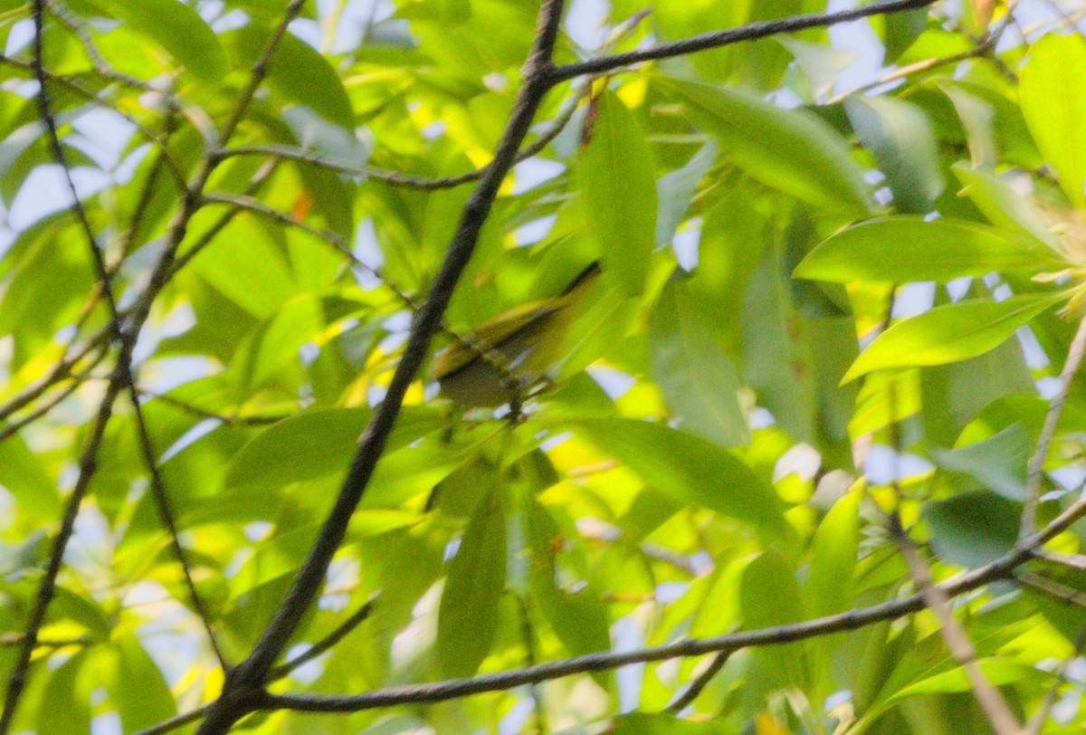 Swinhoe's White-eye - ML151775831