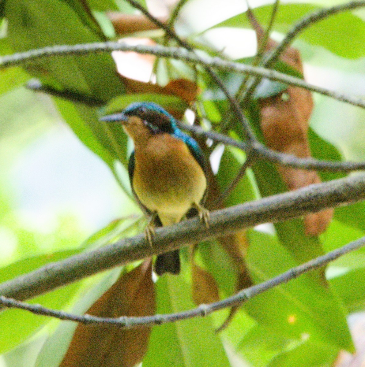 Ruby-cheeked Sunbird - ML151776011