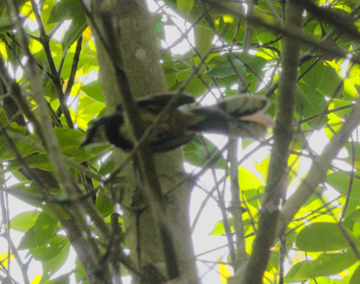 Malaysian Pied-Fantail - ML151776171