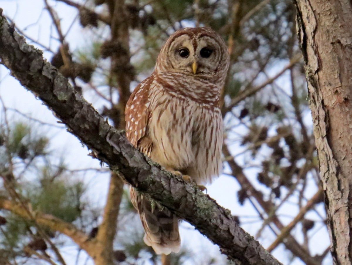 Barred Owl - ML151776211