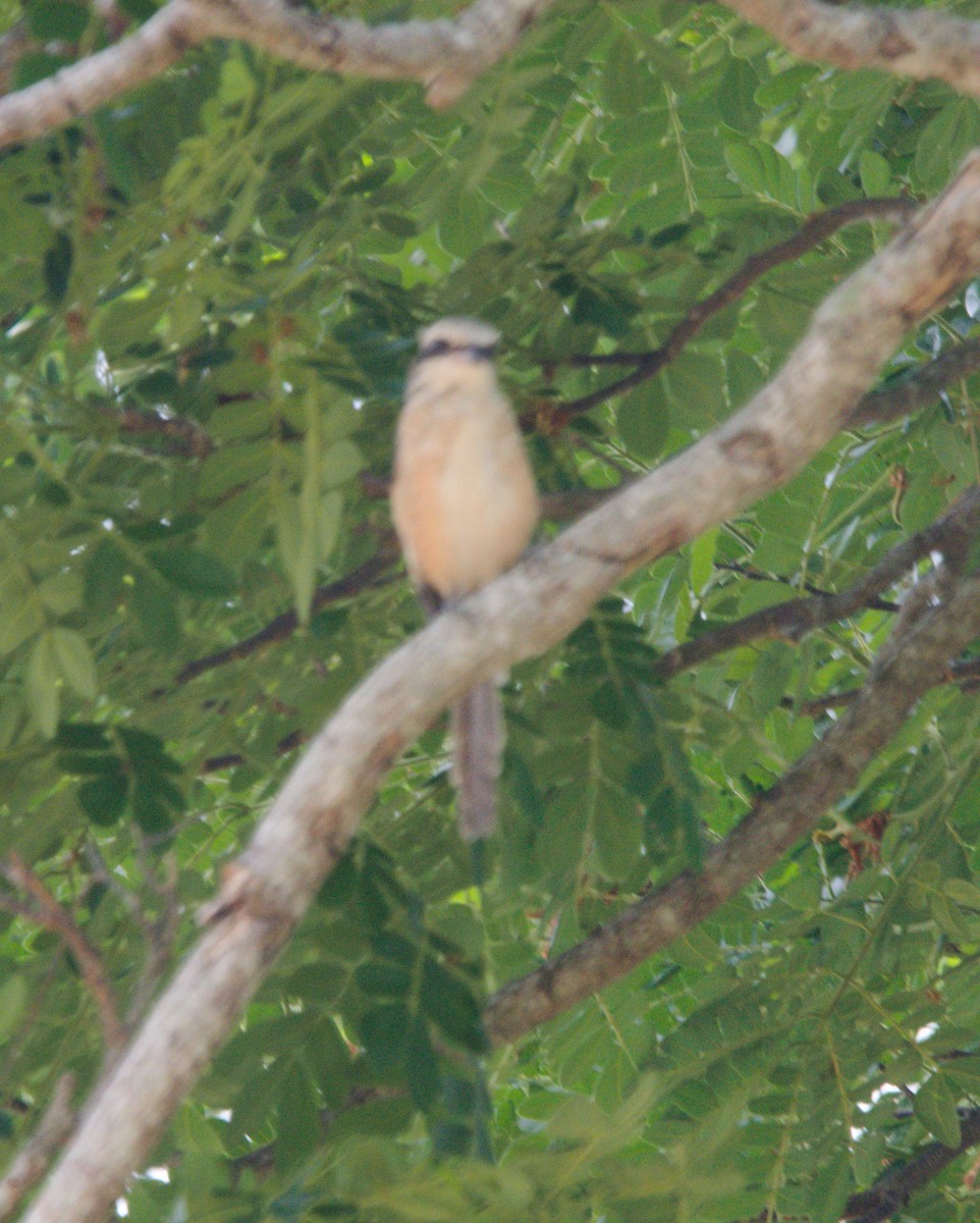 Brown Shrike - ML151776581