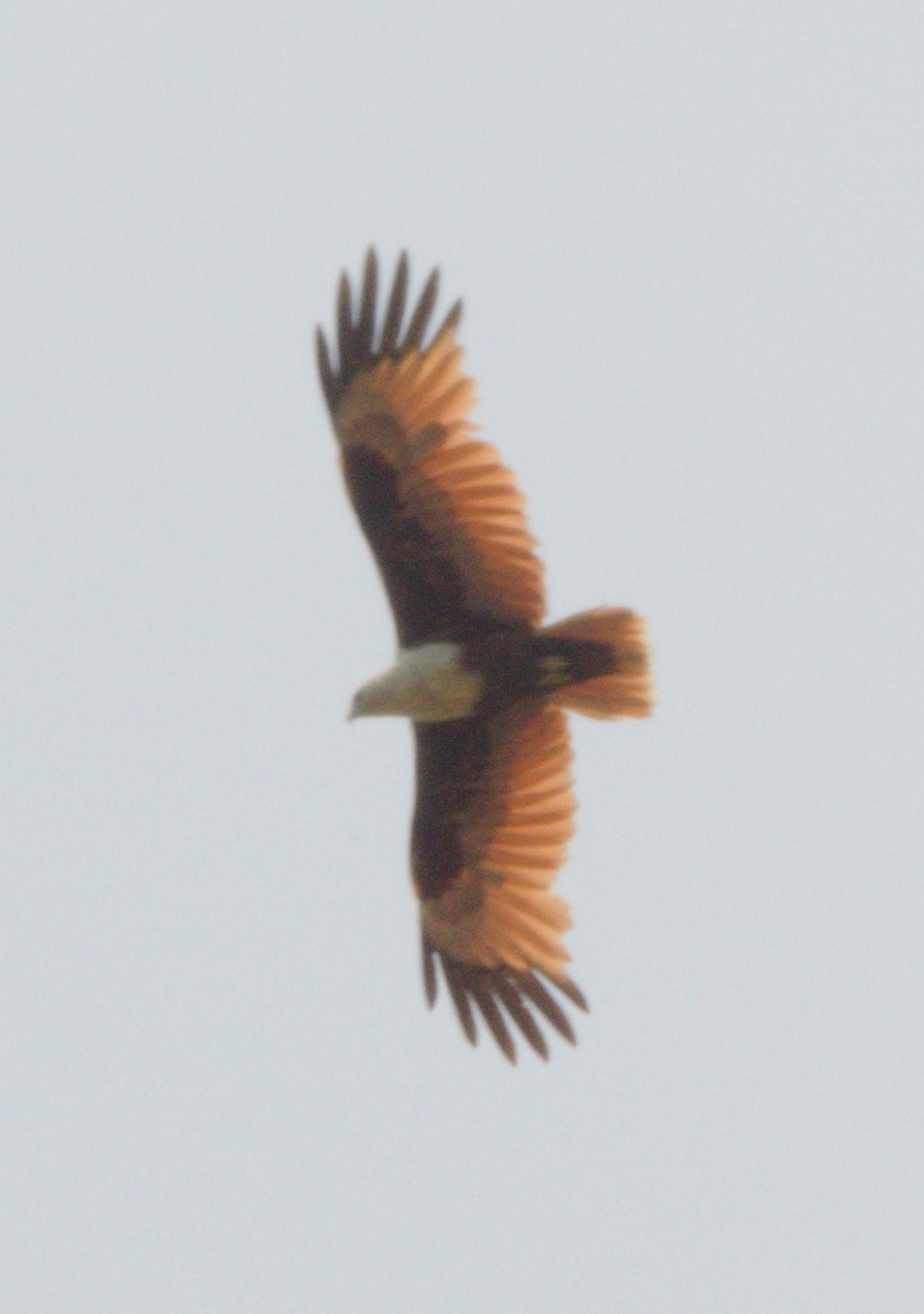 Brahminy Kite - ML151776791