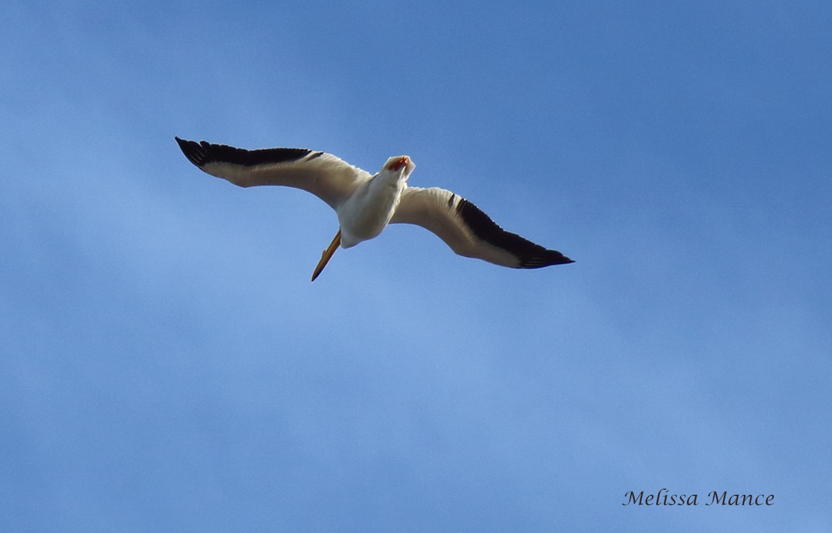 American White Pelican - Melissa Mance-Coniglio