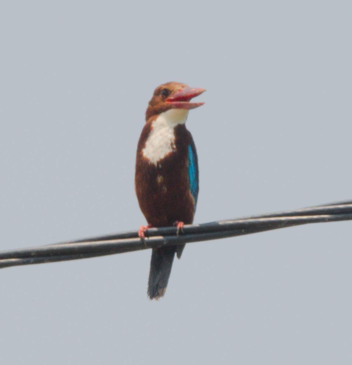 White-throated Kingfisher - ML151777041