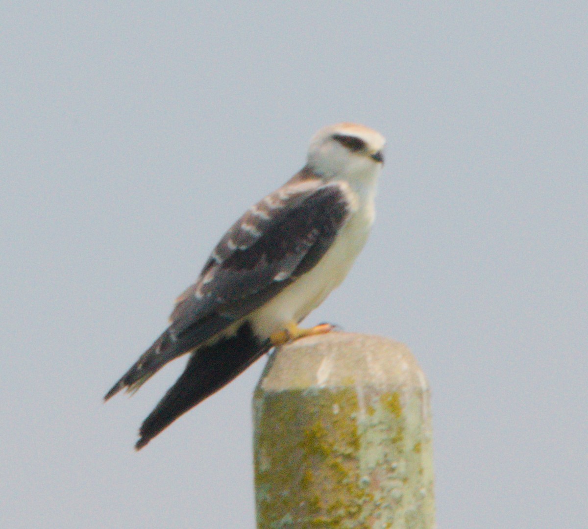 Black-winged Kite - ML151777141