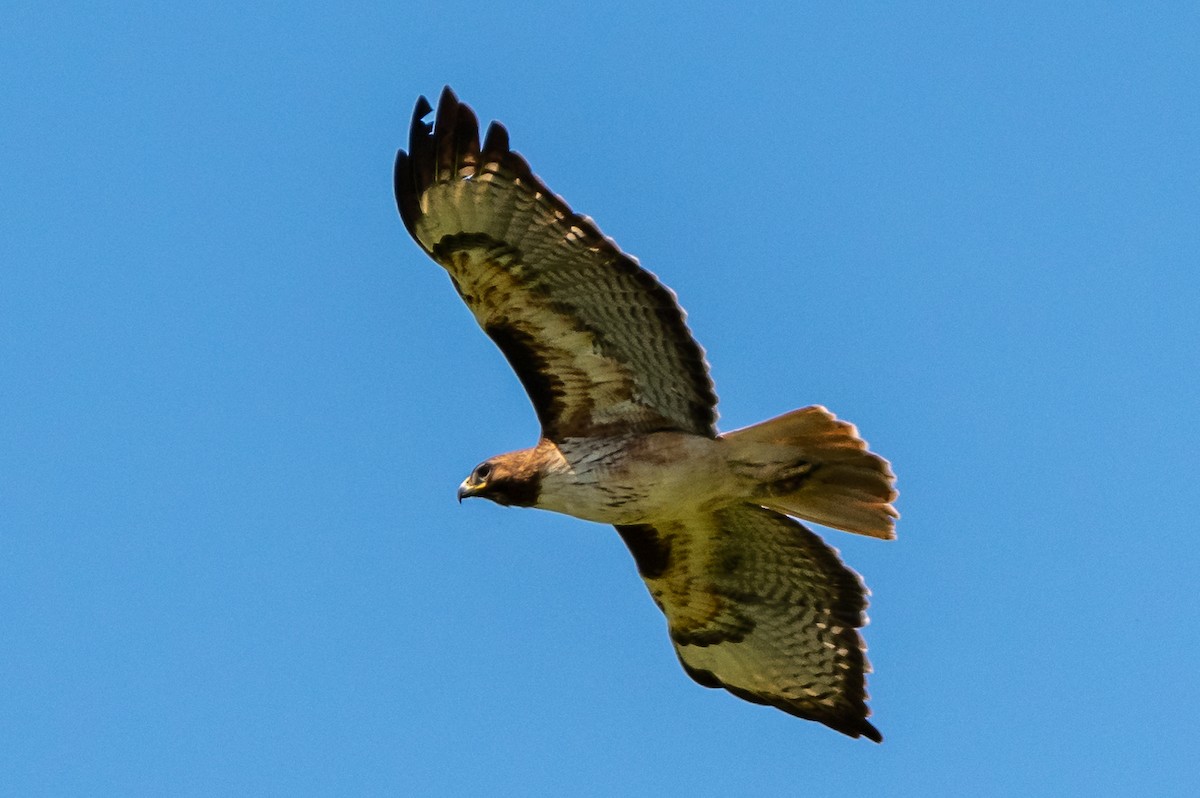 Red-tailed Hawk - James Hoagland