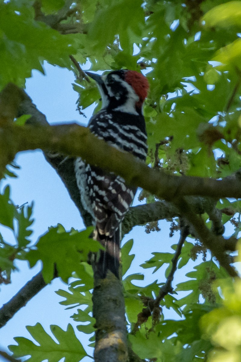 Nuttall's Woodpecker - James Hoagland