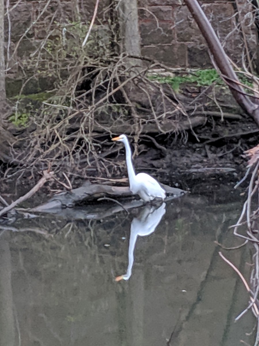 Great Egret - ML151778841