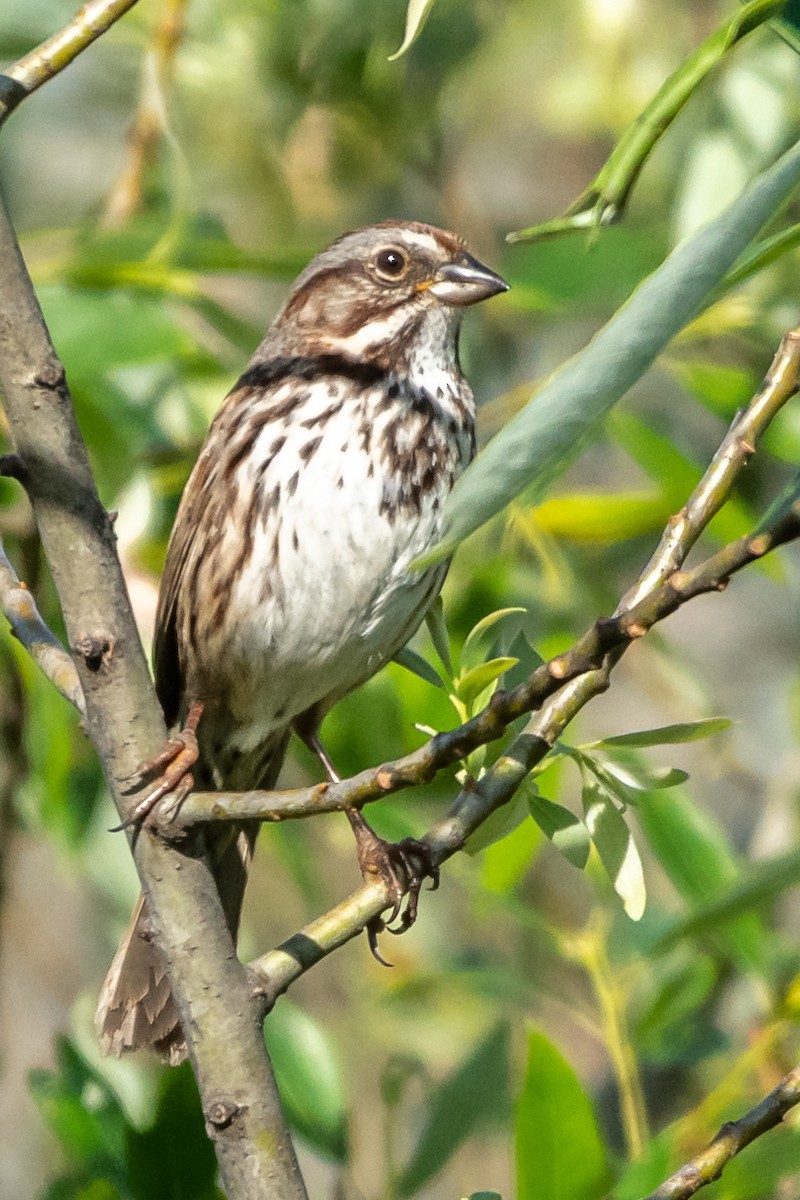 Song Sparrow - James Hoagland