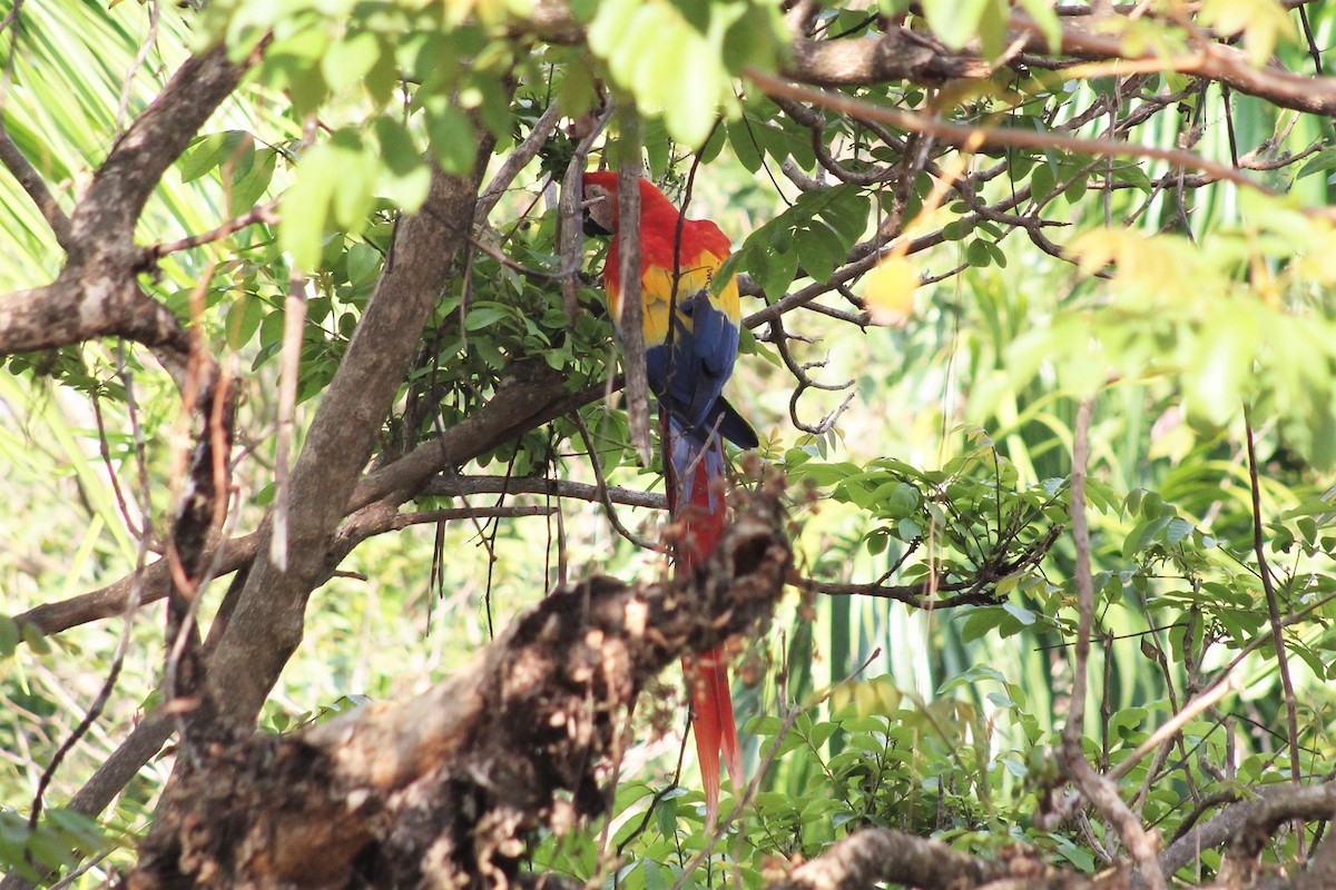 Scarlet Macaw - ML151779531
