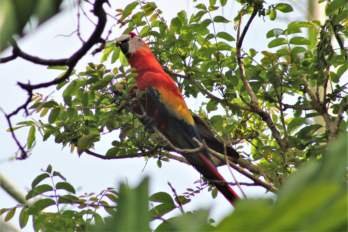 Scarlet Macaw - ML151779551
